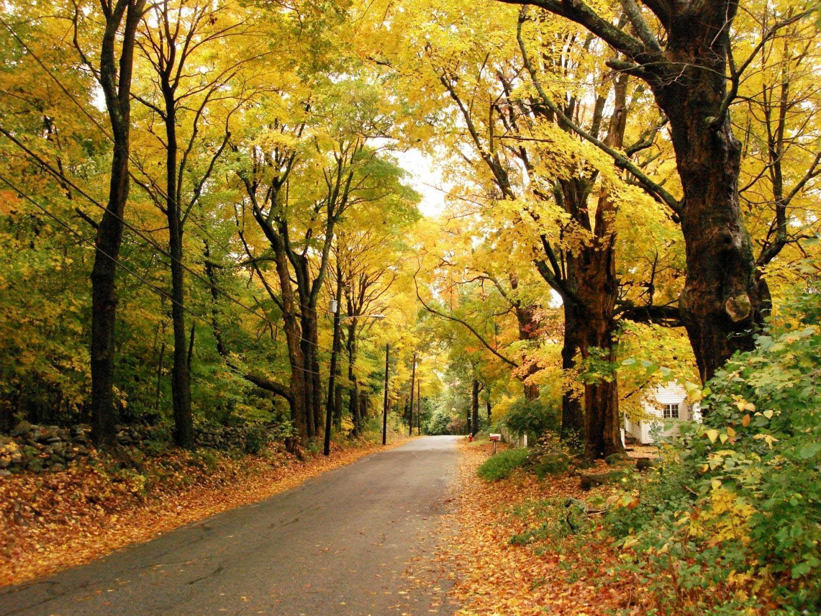 Beautiful Autumn Road Scenery Wallpaper