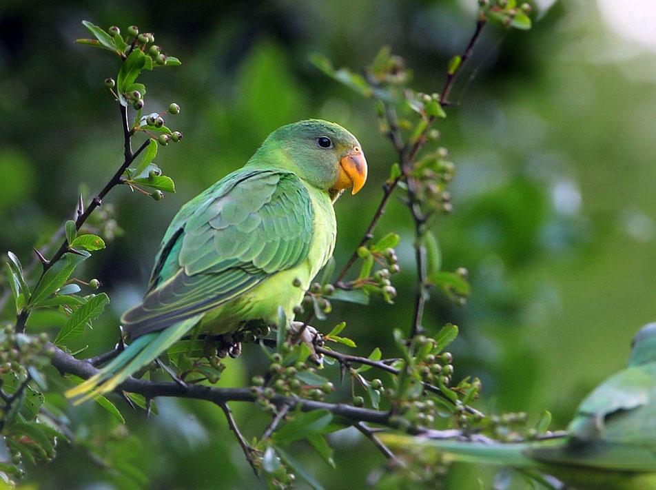 Free wallpaper Slaty headed parakeet