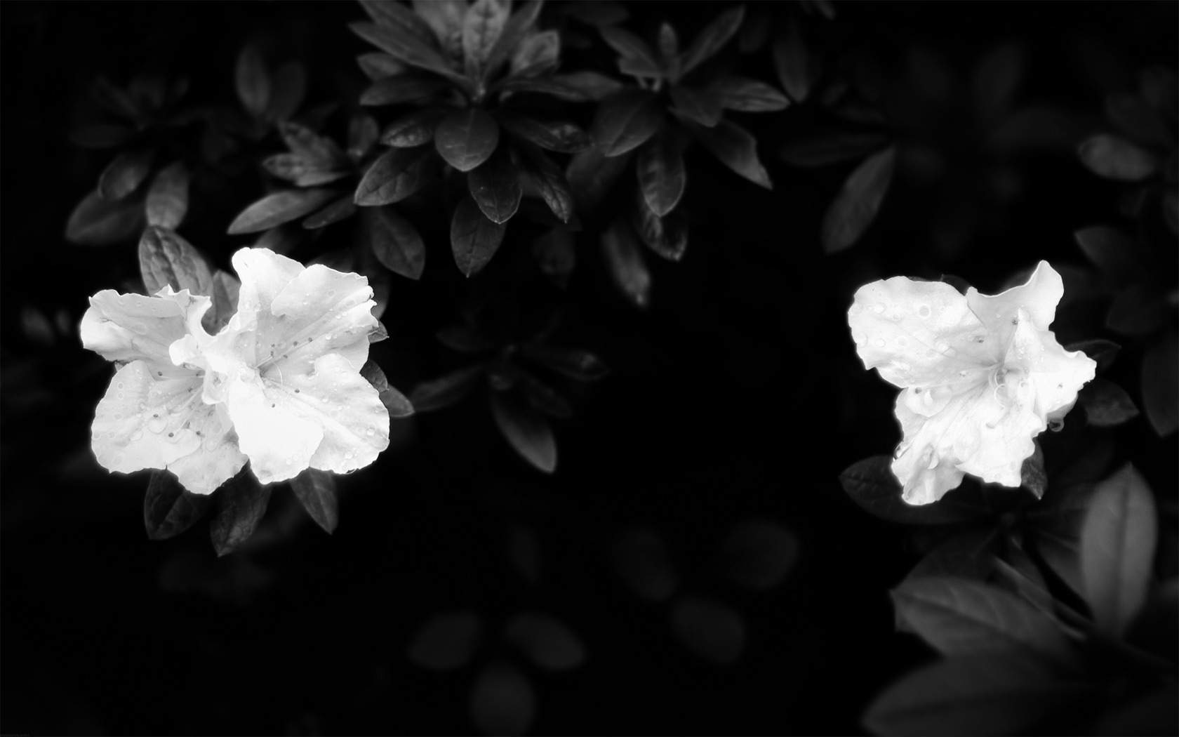 Wallpaper For > Black And White Flower Desktop Background