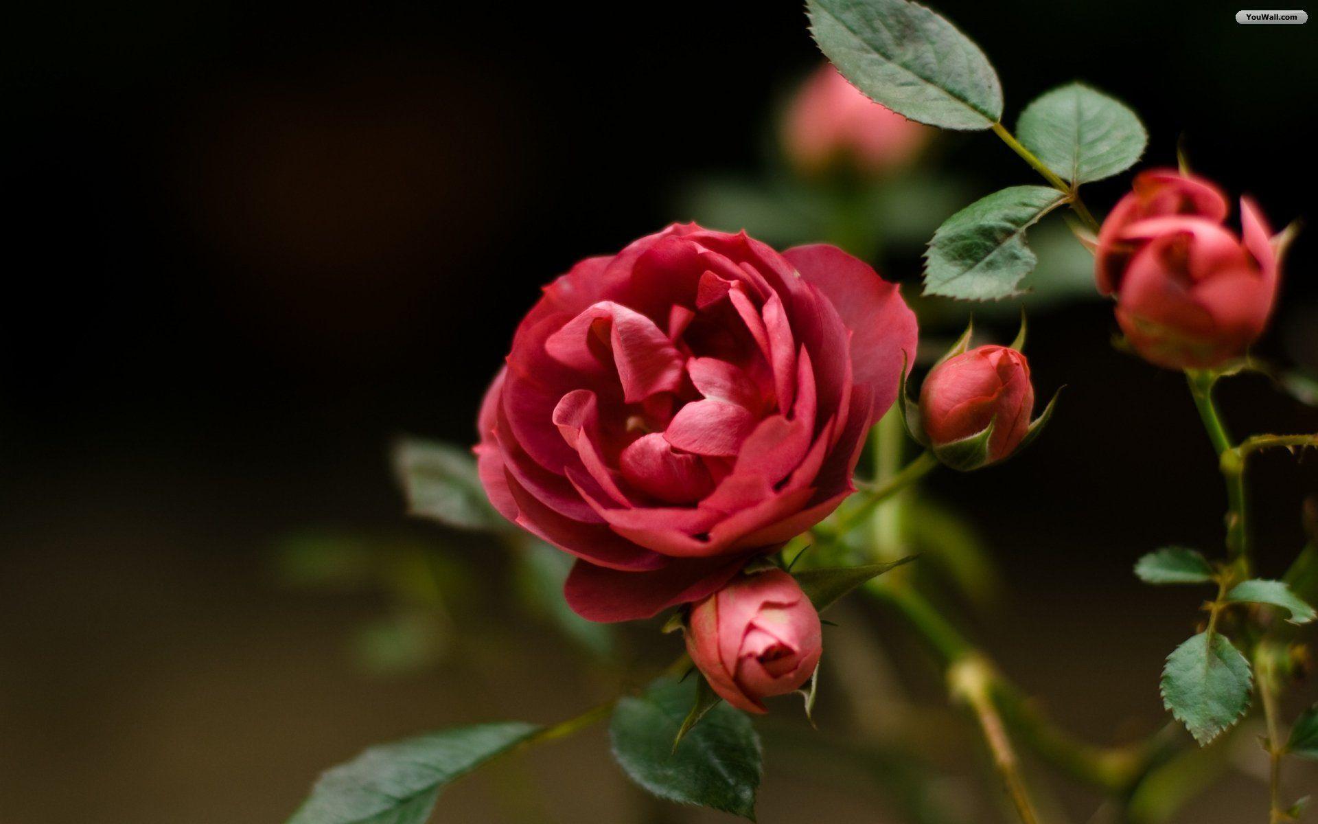 3D Flower Wallpaper Rose