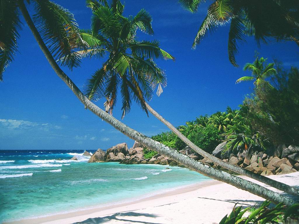 Tropical Beaches With Palm Trees 16878 HD Wallpaper in Beach n