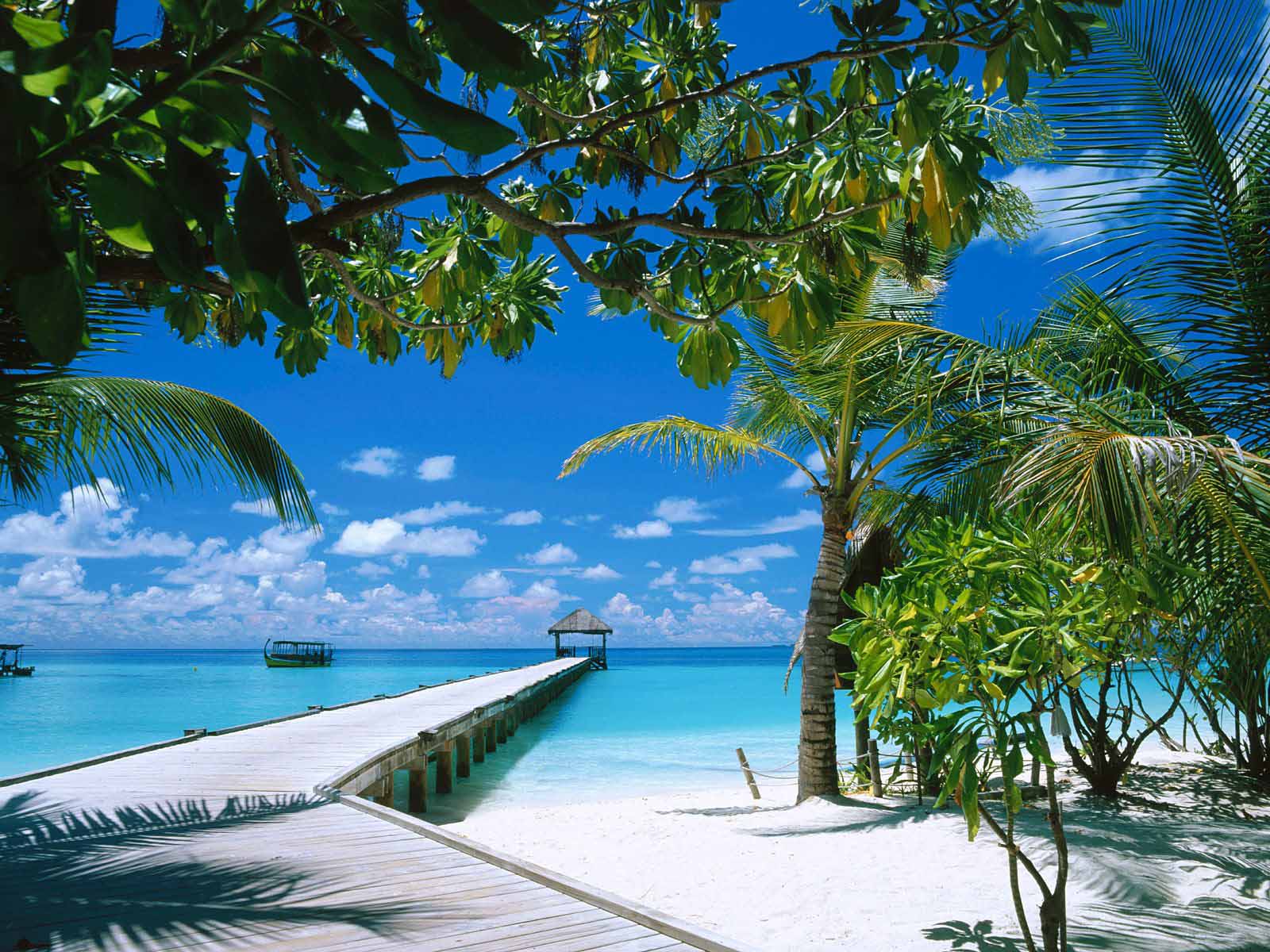 Tropical Beaches With Palm Trees Tropical Beach