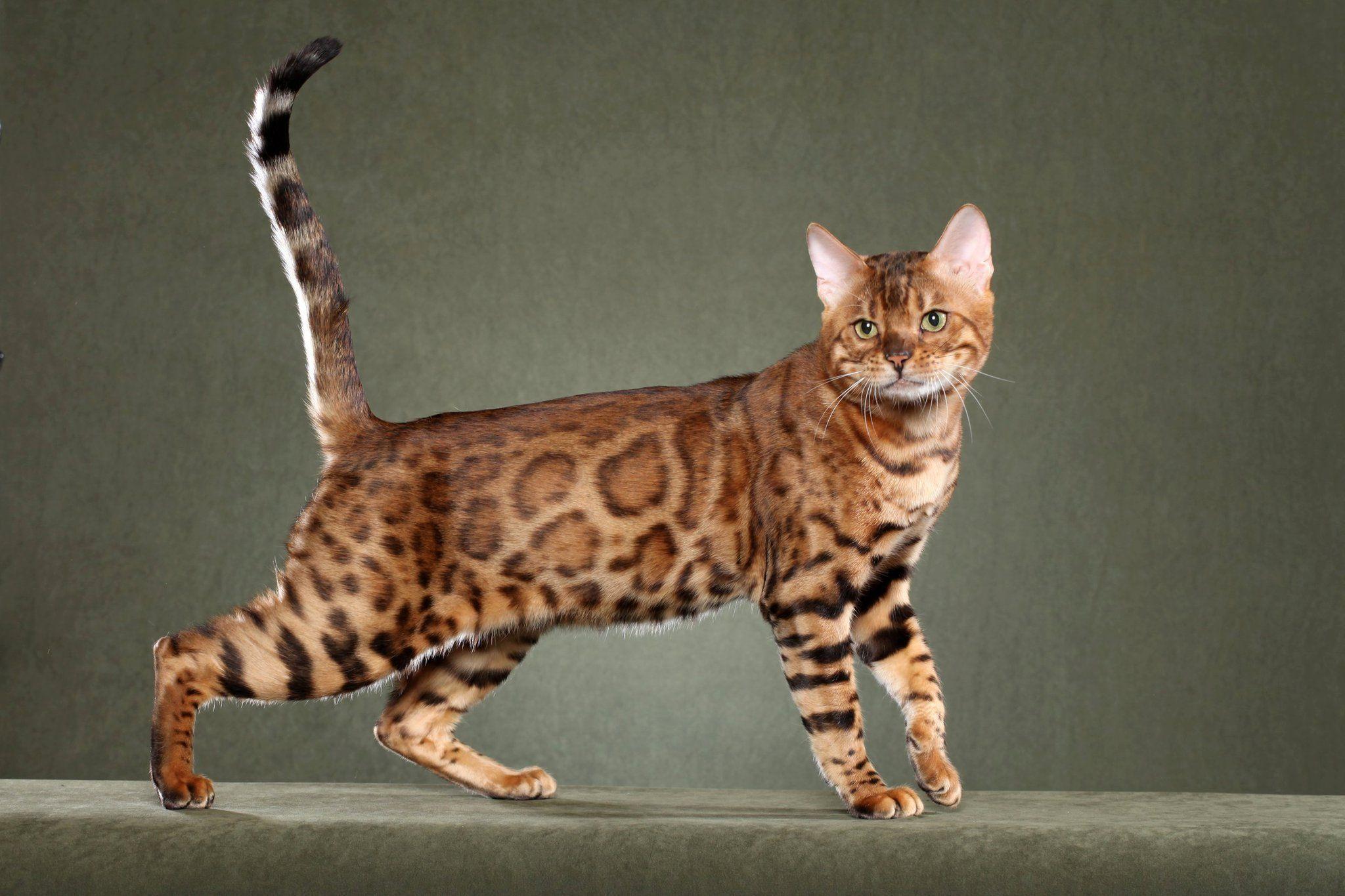 Bengal Cat Wallpapers - Wallpaper Cave