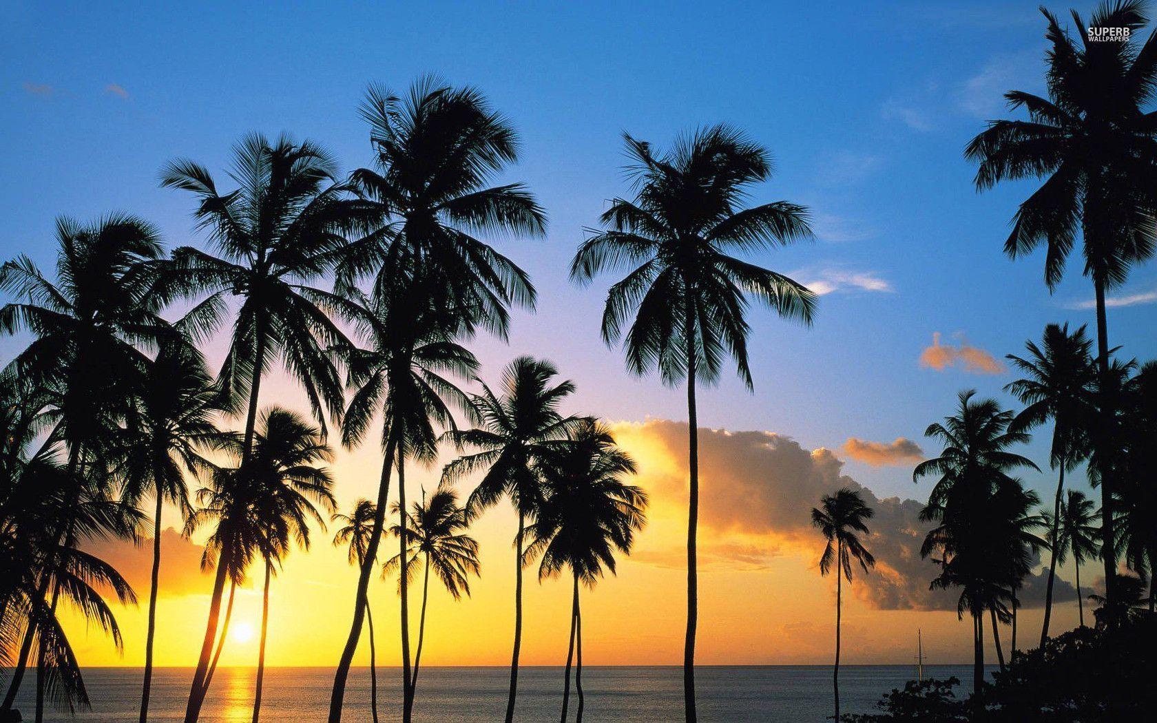 Palm tree silhouettes in the sunset wallpaper wallpaper - #