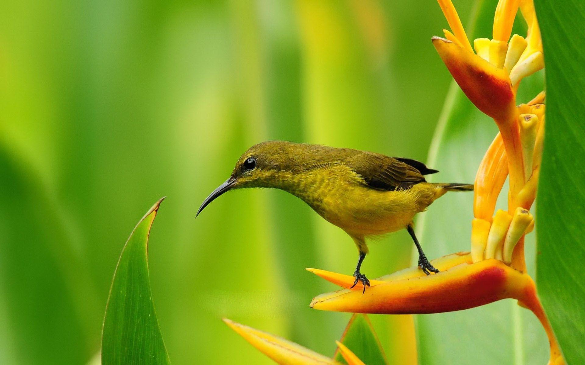 Spring Flowers And Birds Wallpaper Background 1 HD Wallpaper