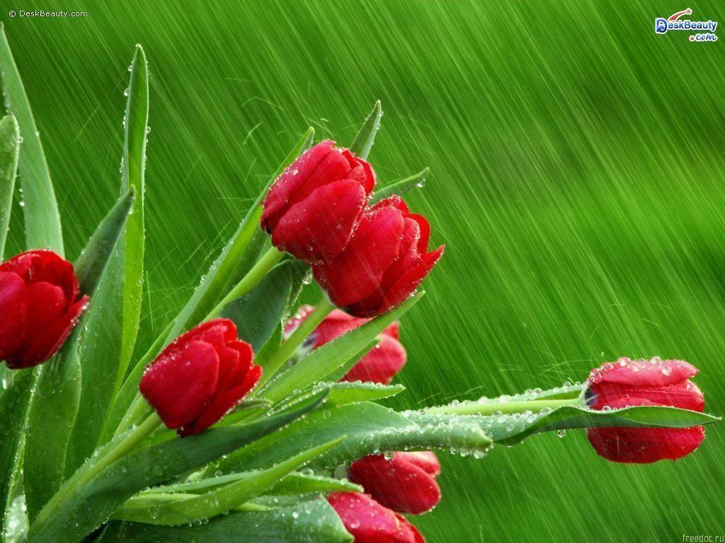 Desktop Wallpaper 57 Wallpaper and Background