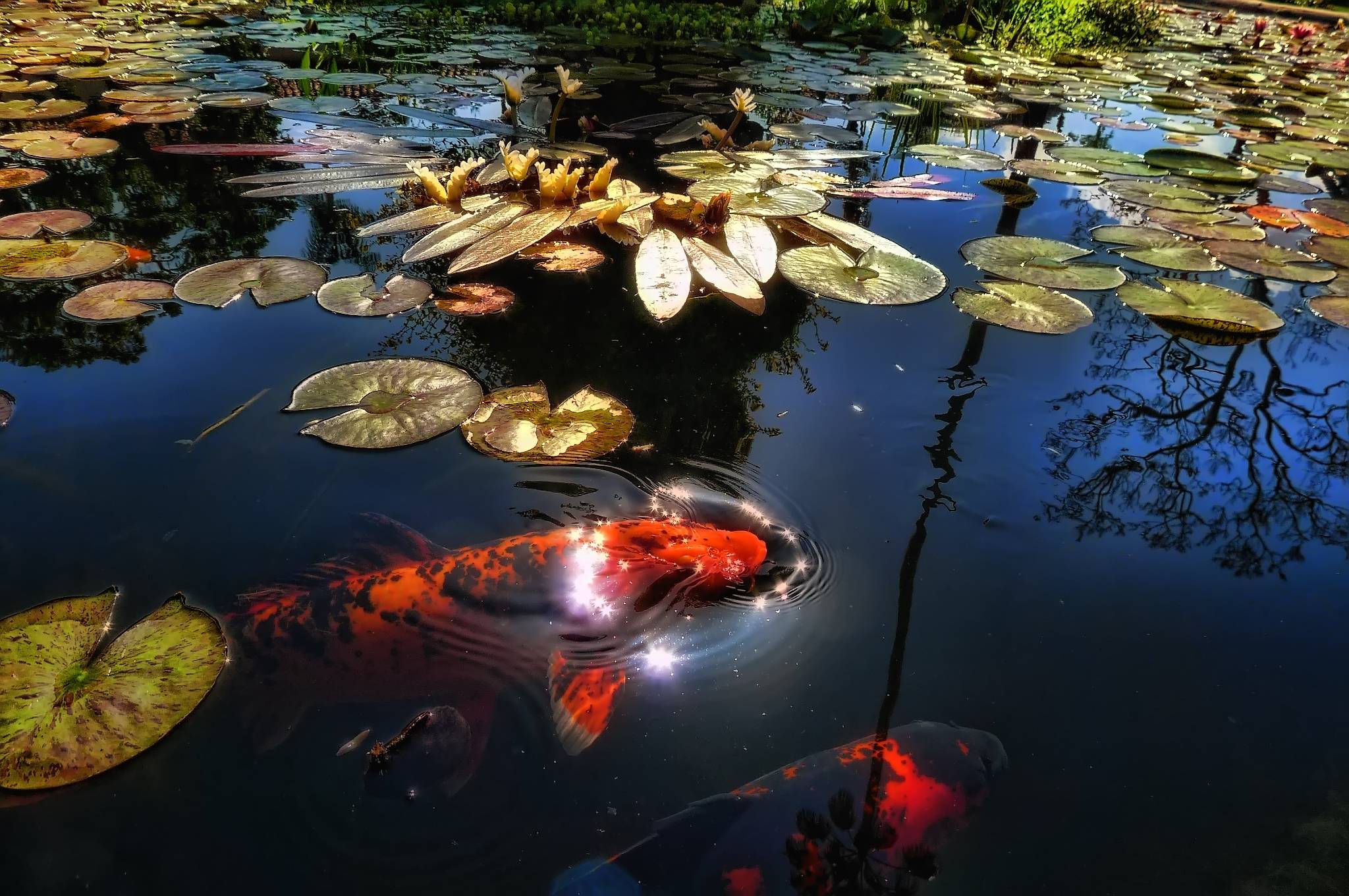 Download wallpaper Fish, lake, pond free desktop wallpaper in