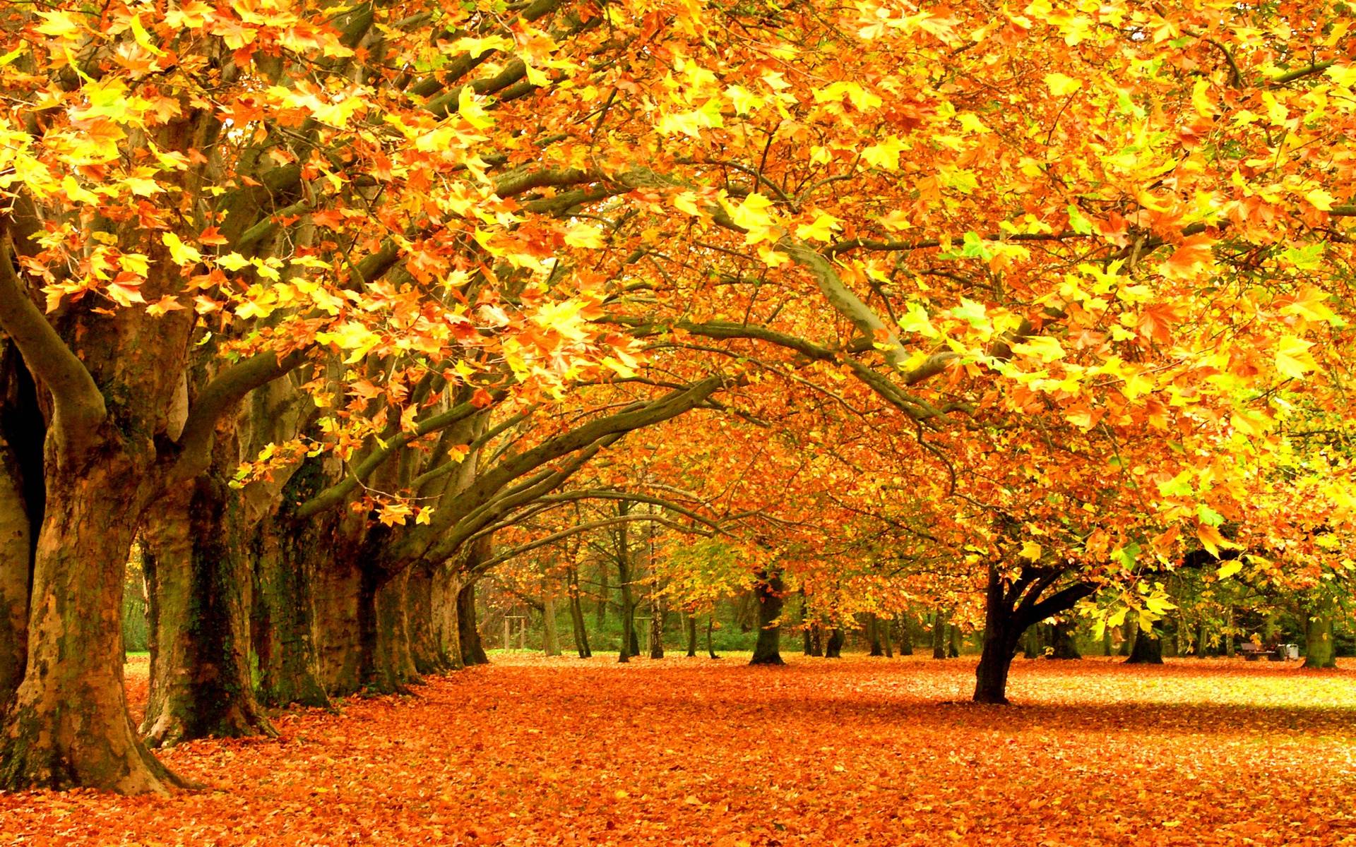 Autumn Leaves Falling Wallpaper Image & Picture