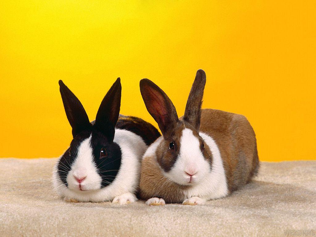 Bunny Wallpaper Rabbits. Download HD Wallpaper