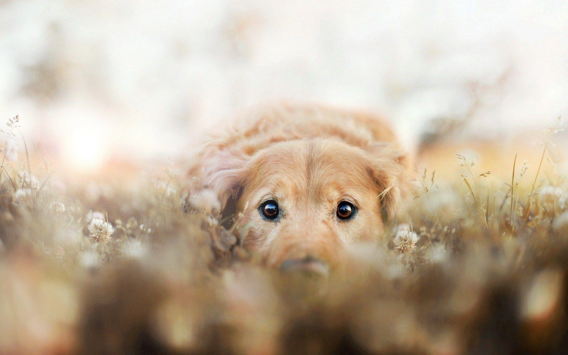 Dog Friend Look Field HD Wallpapers