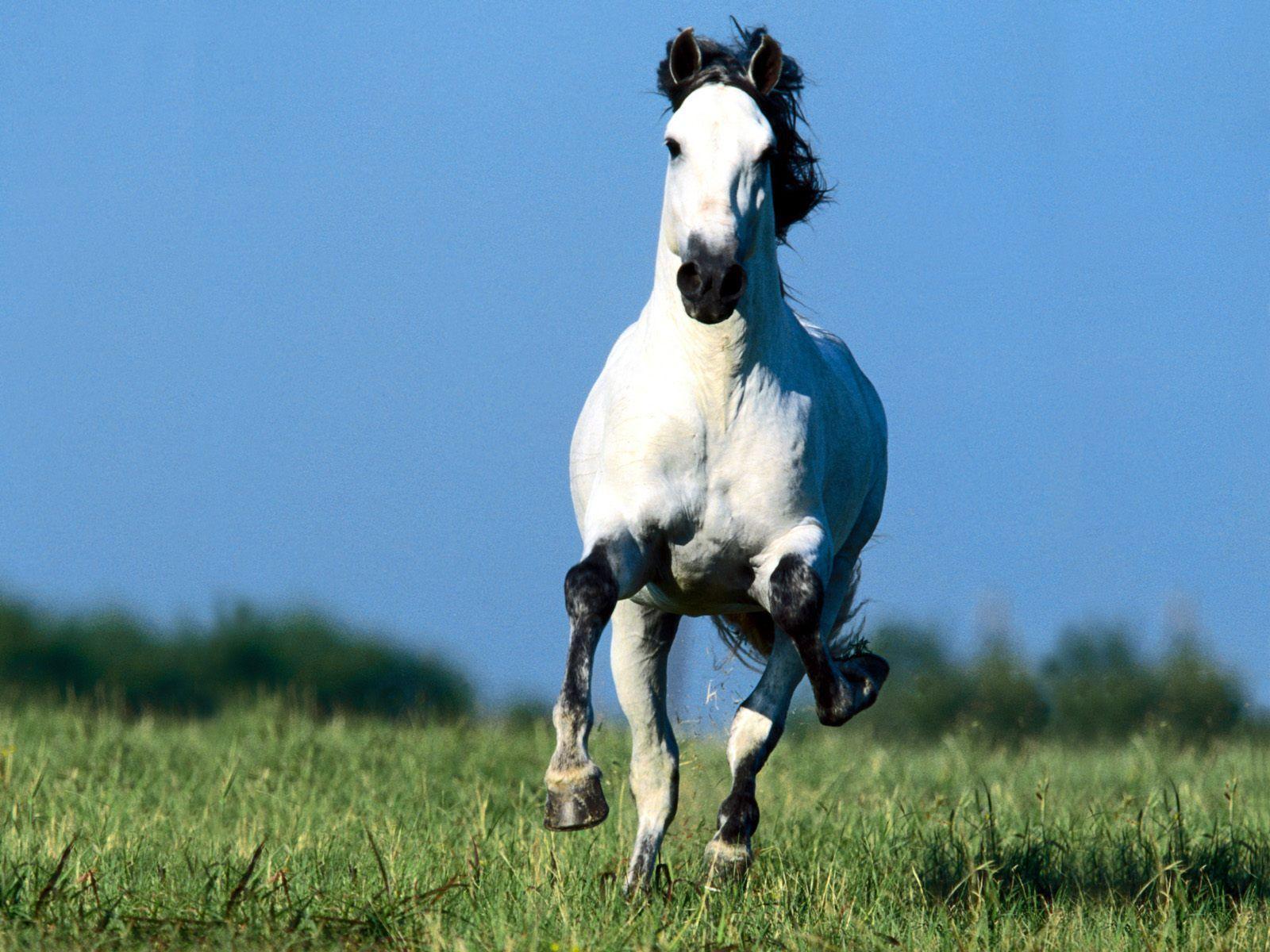 image For: Beautiful Cute White Coloured Horse Picture / Photo