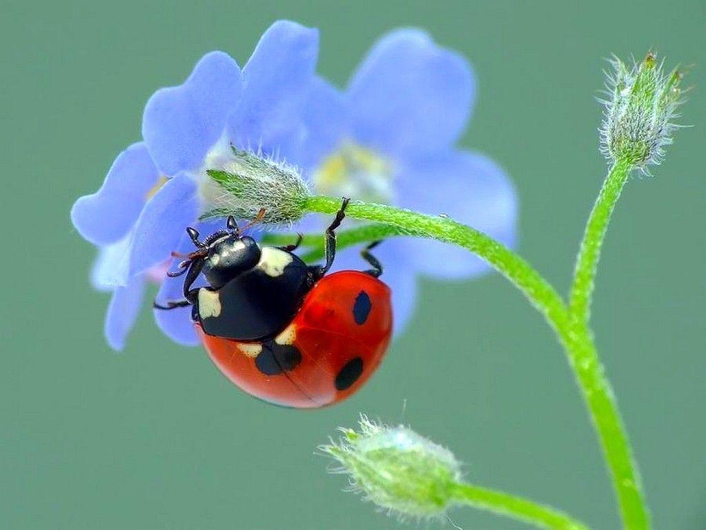 Ladybug On Dahlia Wallpaper HD Wallpaper. Wallpaper Screen