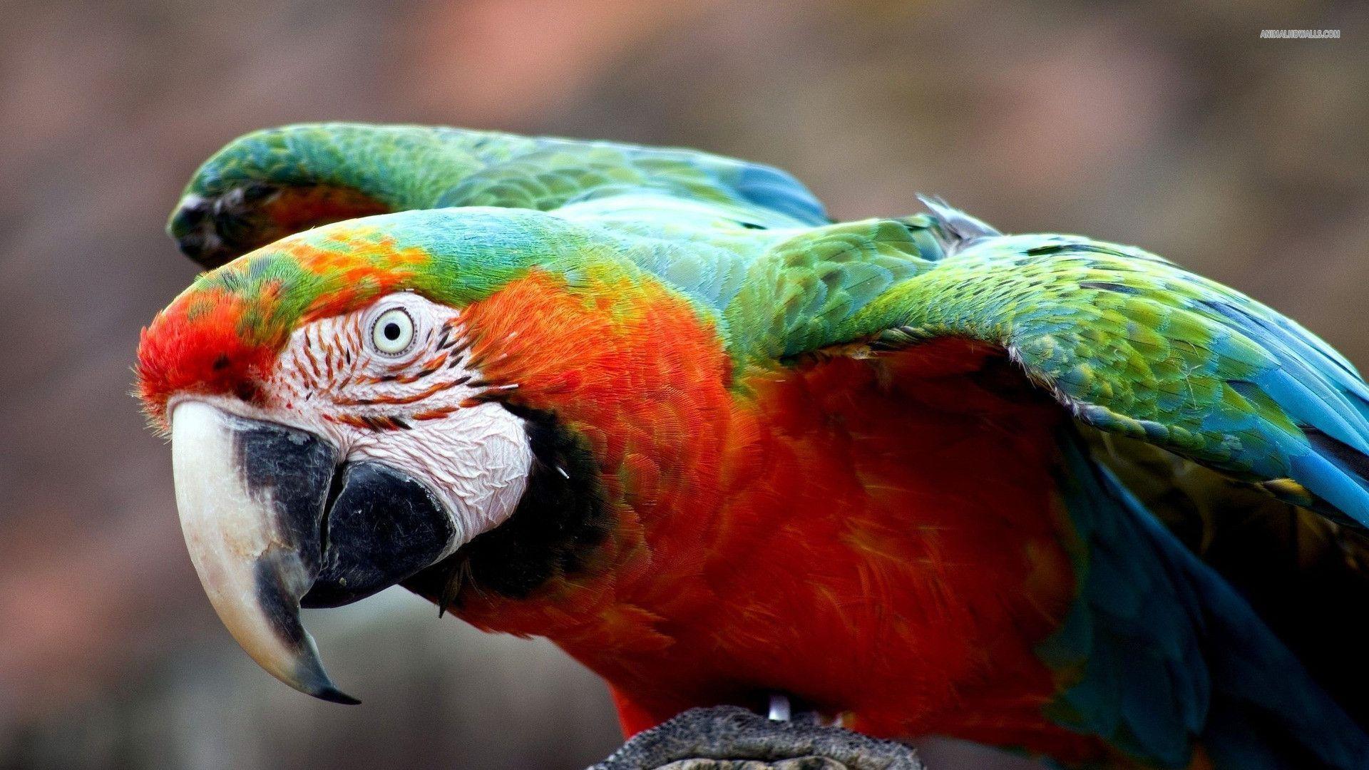 Harlequin Macaw wallpaper #