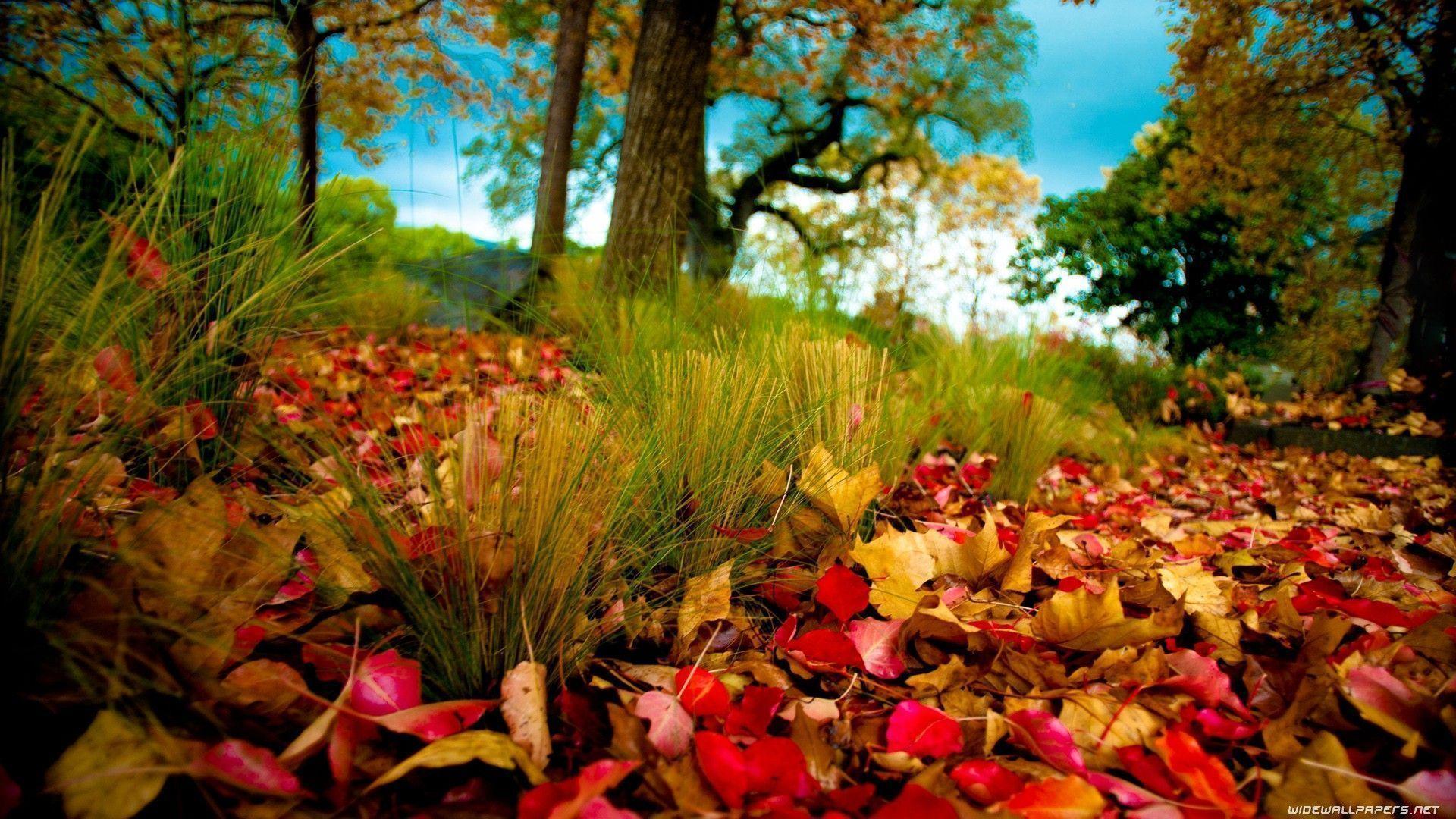 Nature Autumn Season Wallpaper
