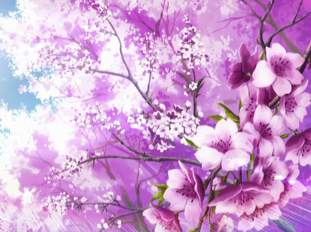 Sakura Blossoms Dragonladyslair Wallpapers 1030x768 px Free