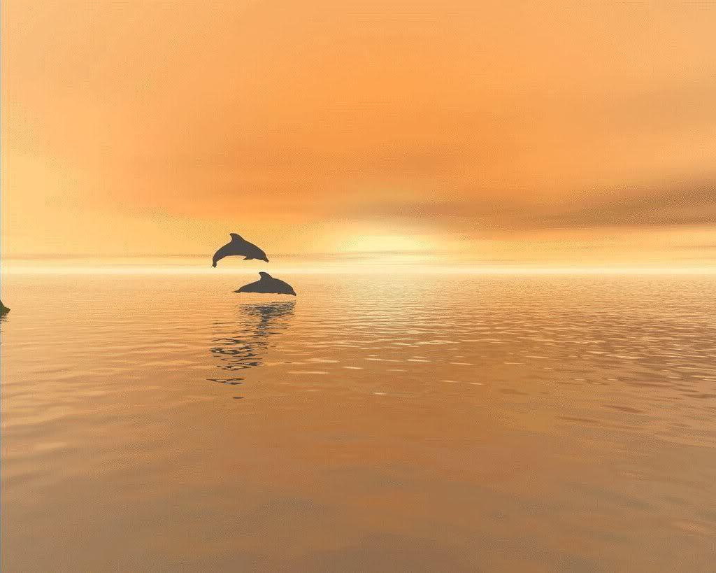 Dolphin Desktop Wallpaper 8227 HD Wallpaper in Animals