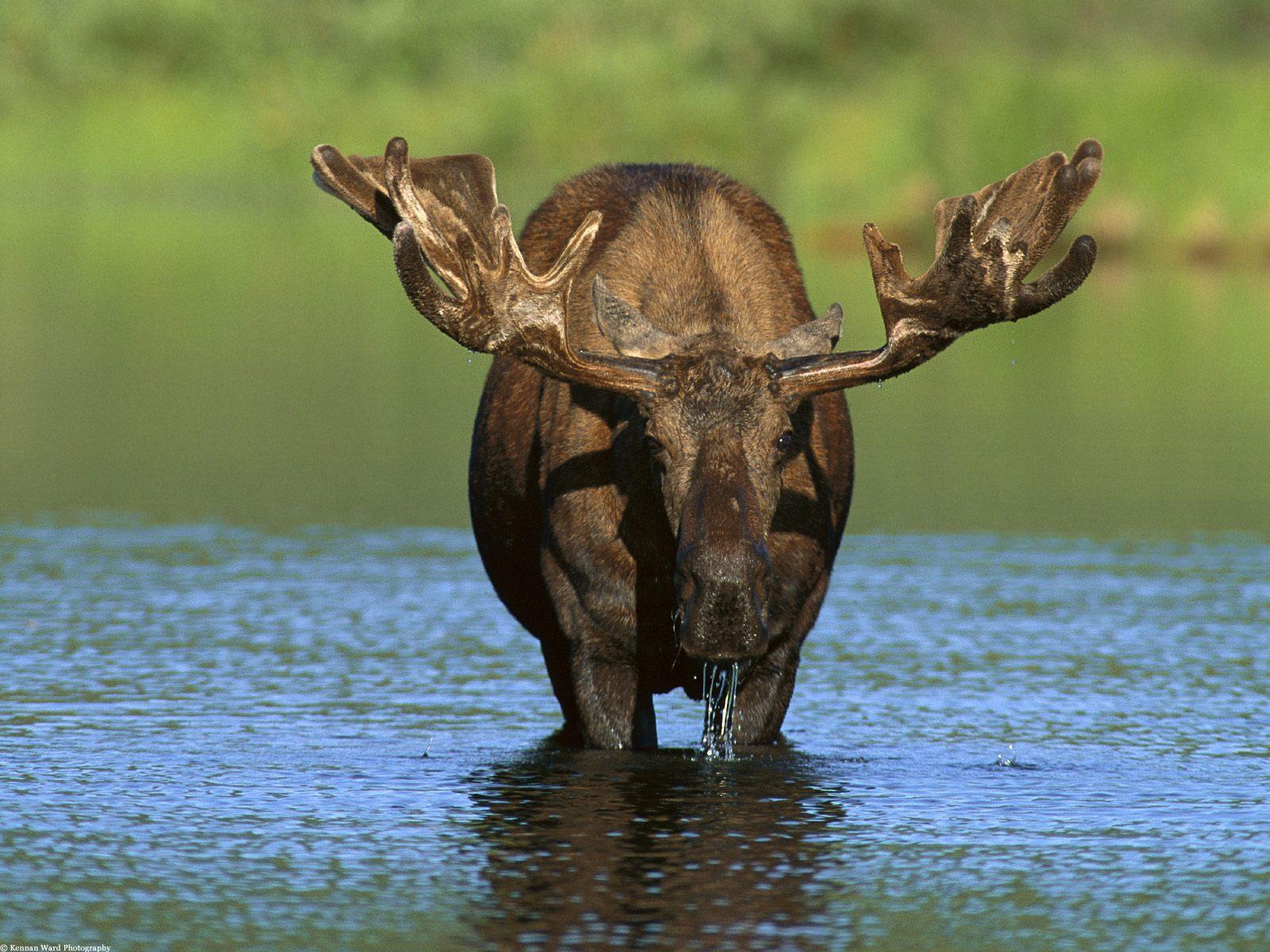 Bull moose animal free desktop background wallpaper image