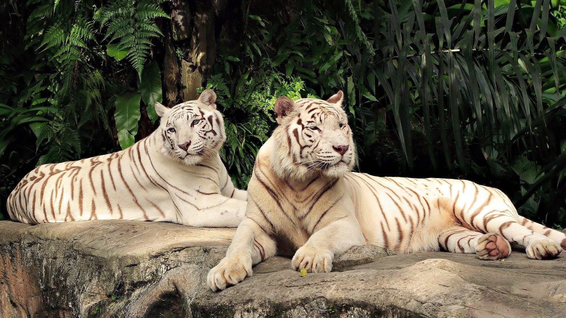 Angry White Tiger HD Wallpapers