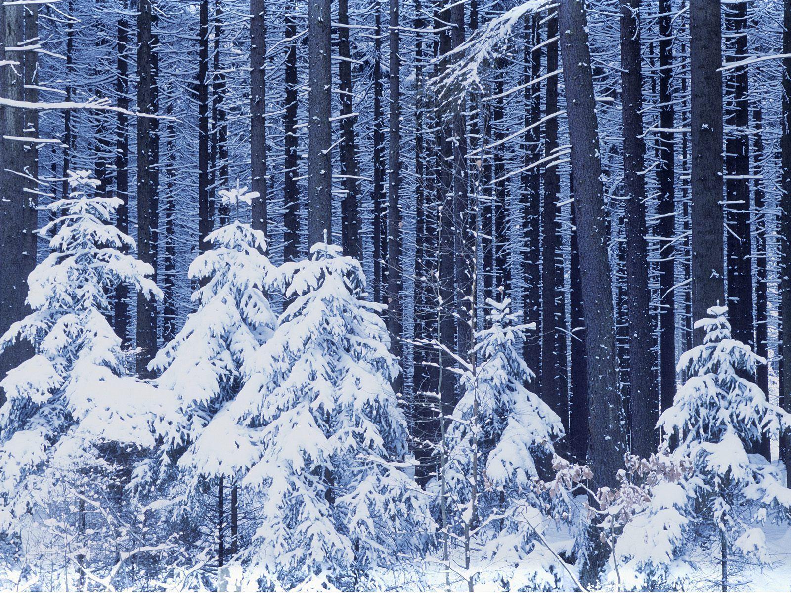 Wallpaper For > Winter Trees Wallpaper