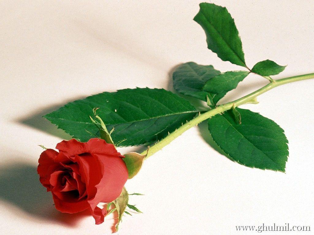 Fun Life: beautiful rose, red rose, flowers, red rose wallpaper