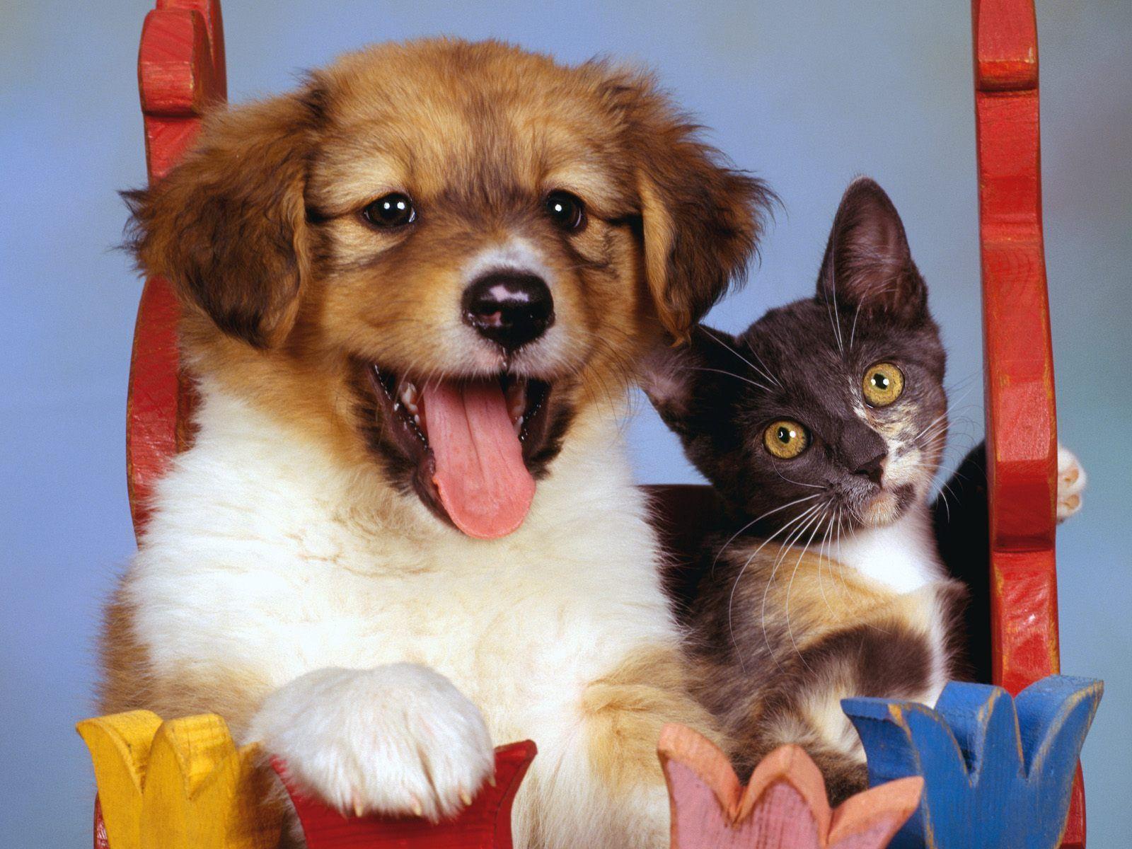 Dogs and Cats Backgrounds Wallpapers
