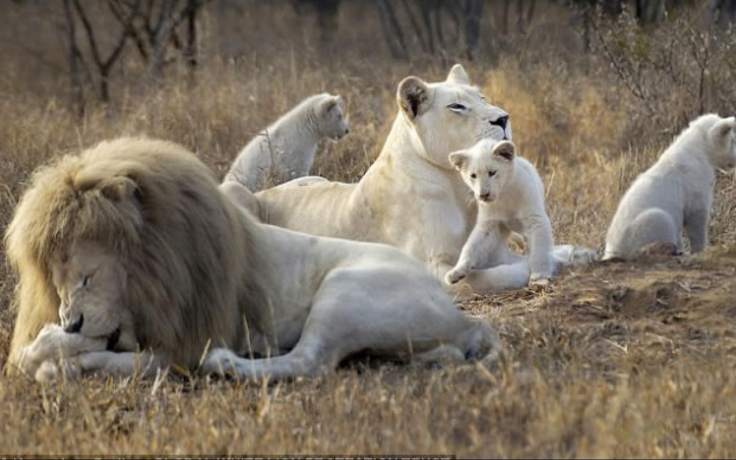 White Lion Wallpaper and Background