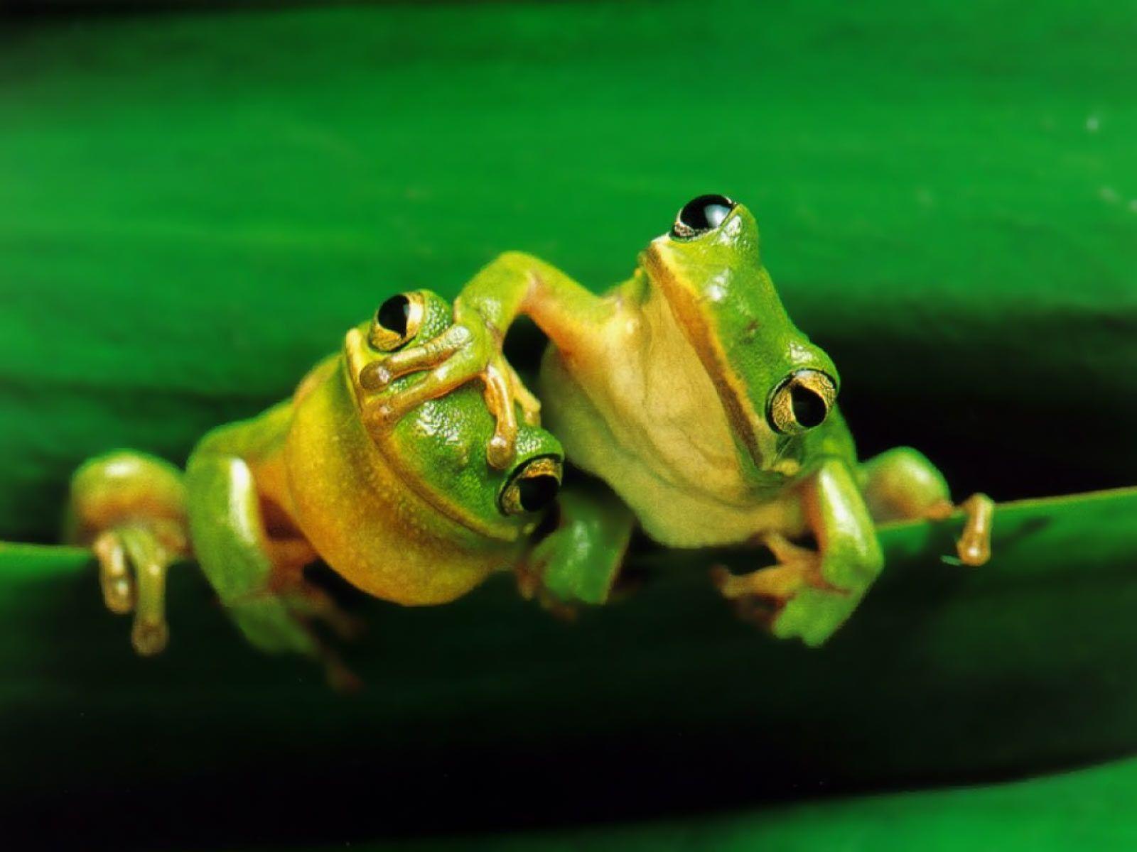 Desktop Wallpaper · Gallery · Animals · Frogs. Free Background
