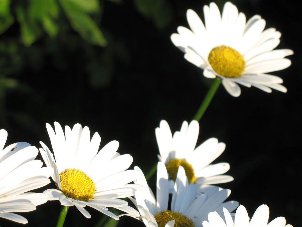image For > Daisy Flower Wallpaper
