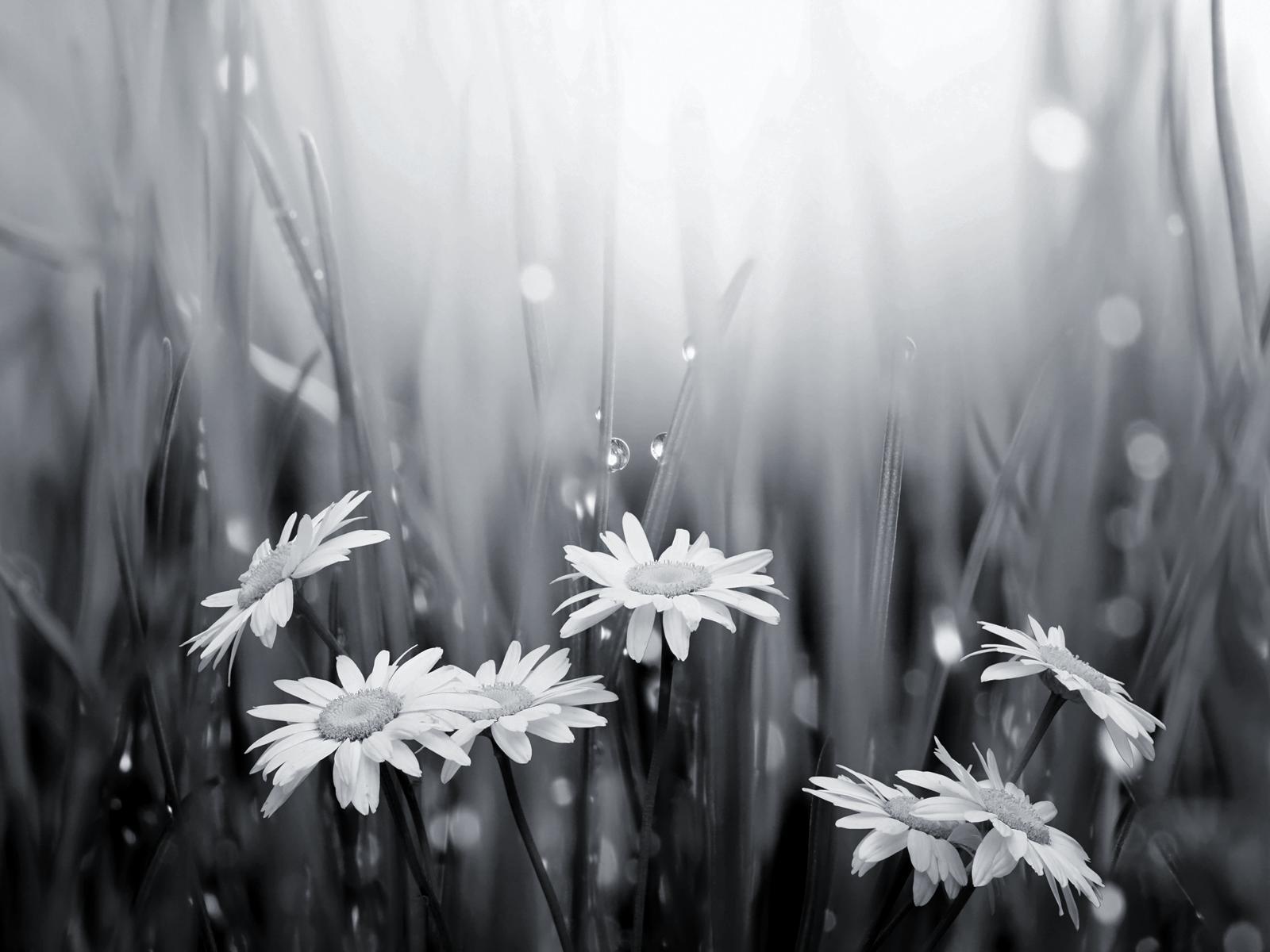 black and white daisies and raindrops wallpaper, happy 300th to
