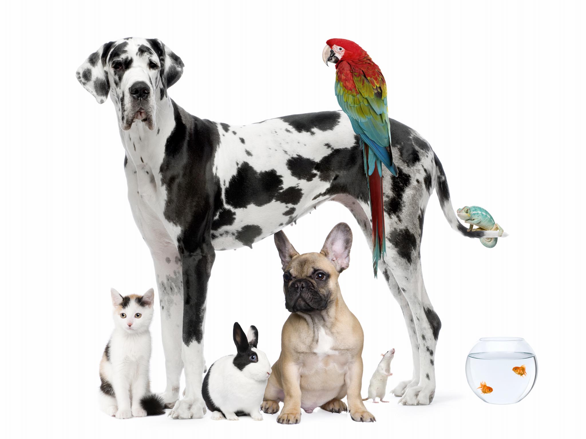 Cute animal family and great dane dog wallpaper