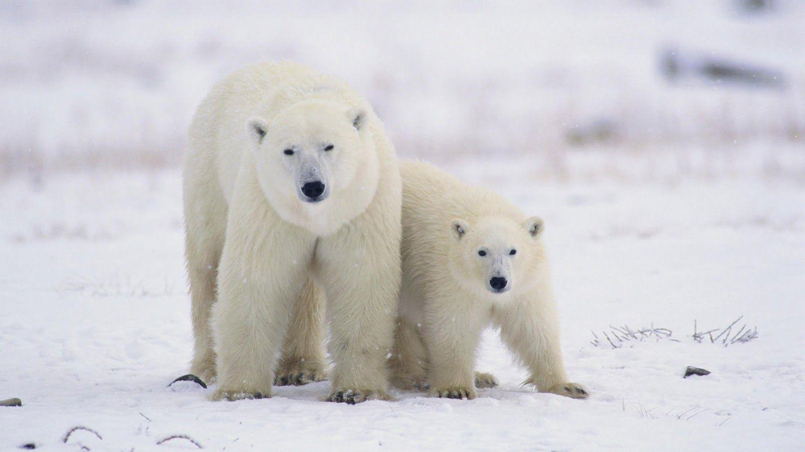 Polar Bear Baby HD Wallpaper