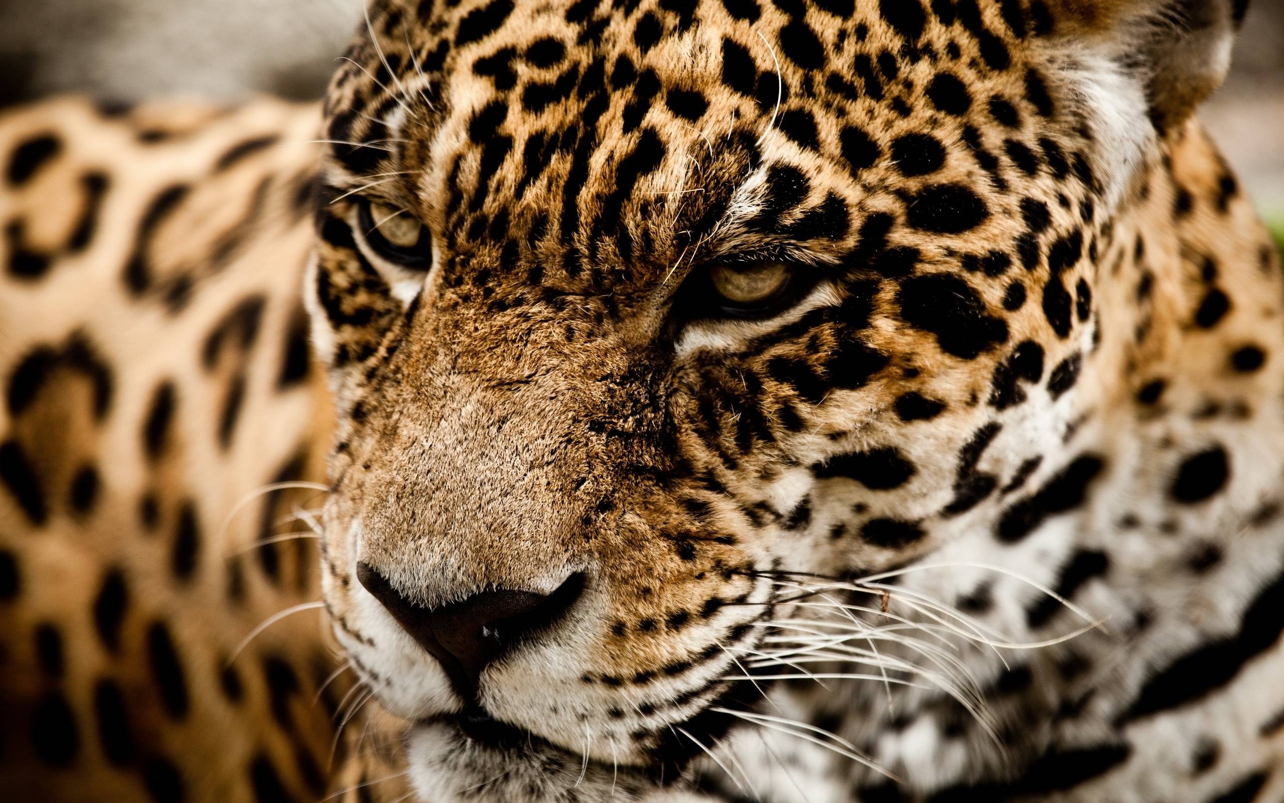 Jaguar wild cat muzzle l wallpaperx1600