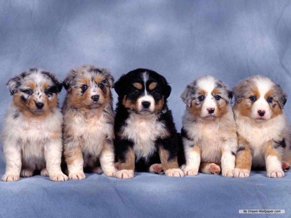 Puppies Wallpaper Widescreen Image & Picture