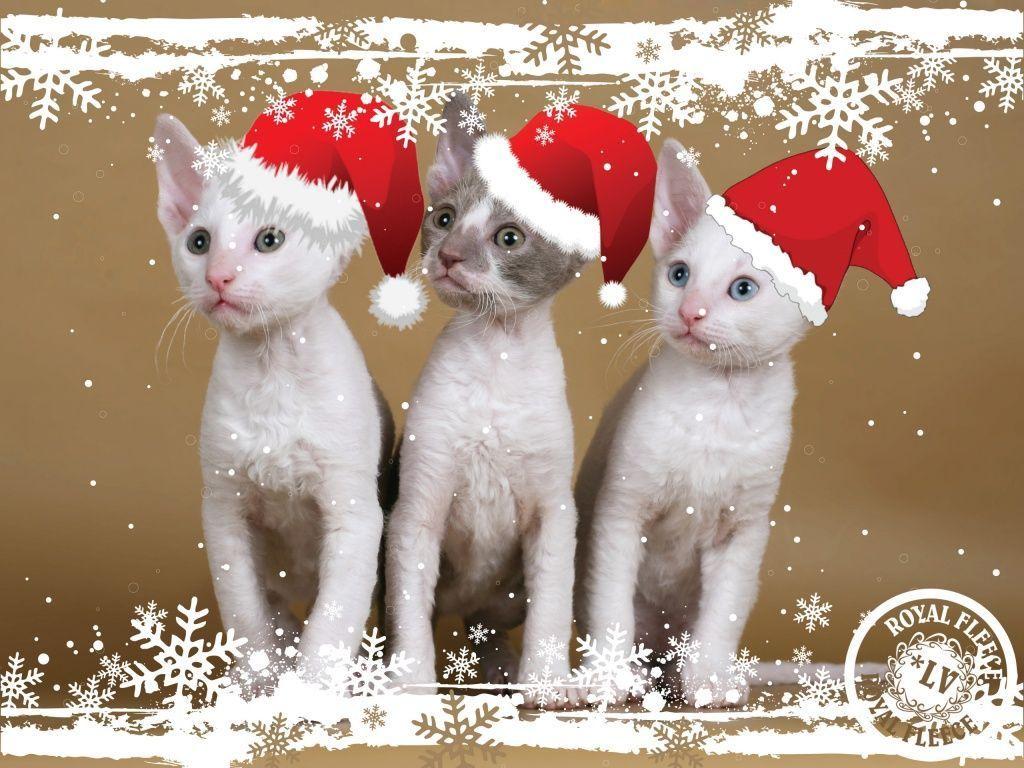 Christmas Kitten Wallpapers - Wallpaper Cave