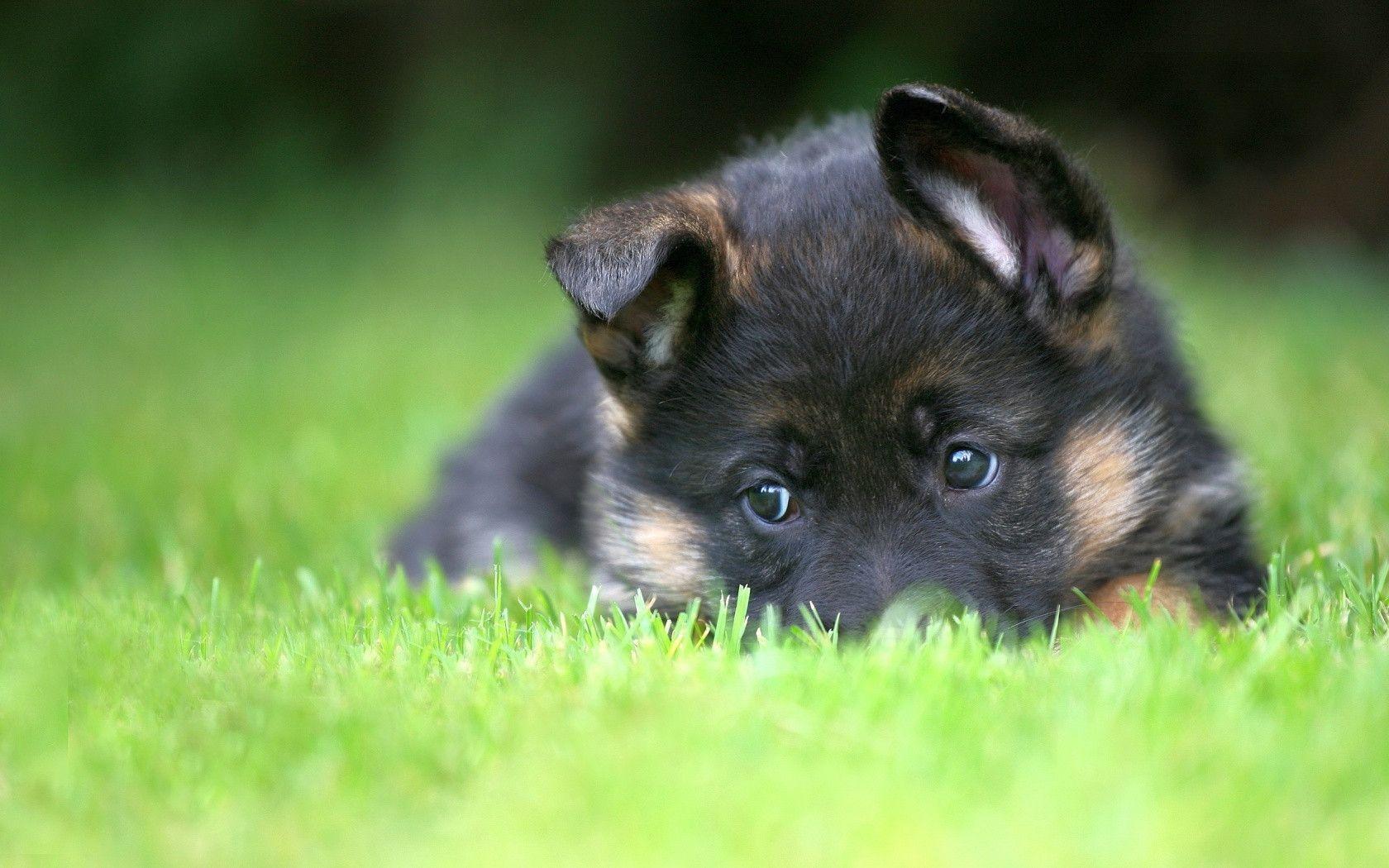 German Shepherd Puppy Desktop Wallpaper and Image