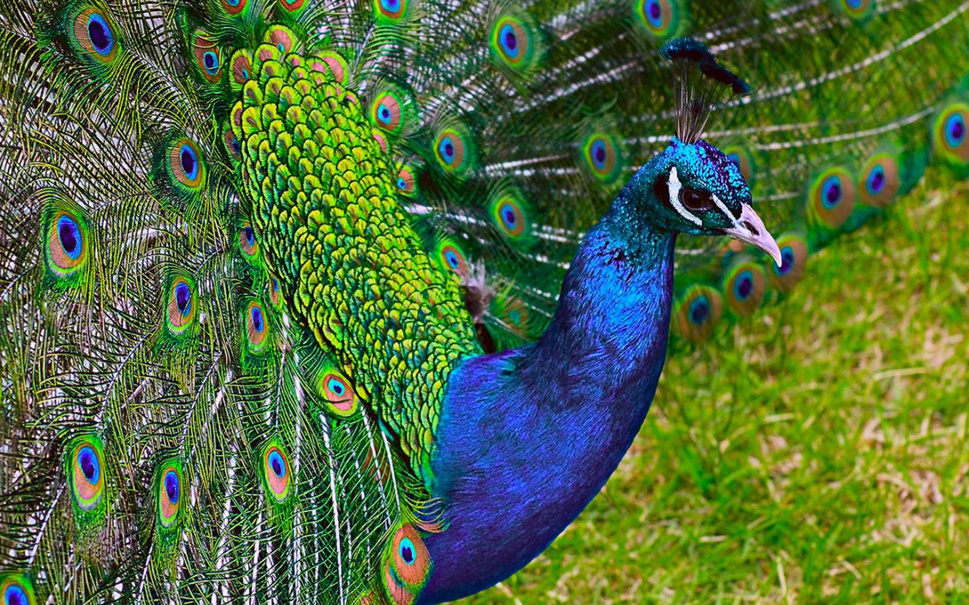 Peacock HD Wallpaper Picture. Free Desk Wallpaper