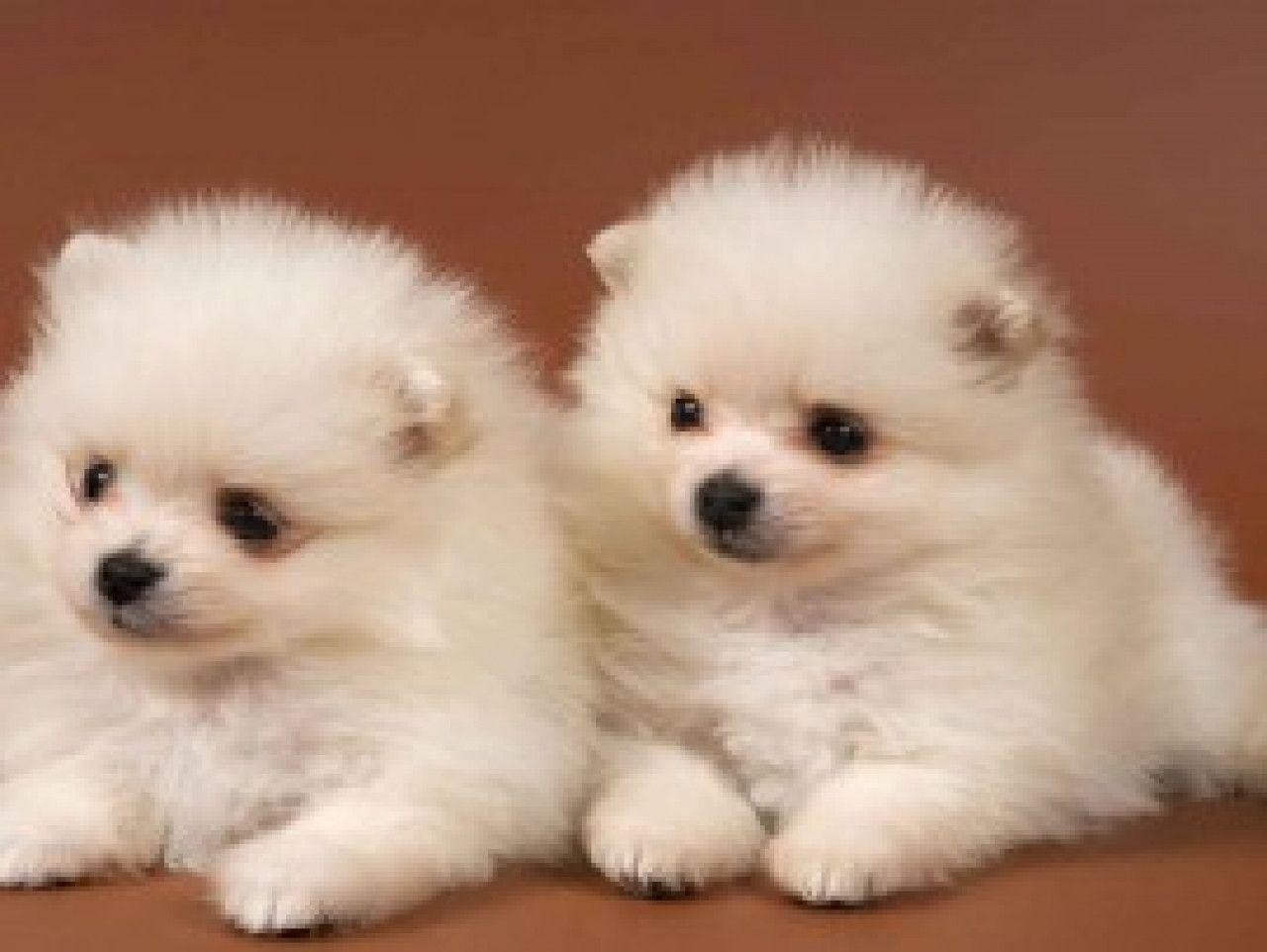 Cute Puppy Wallpaper and Background
