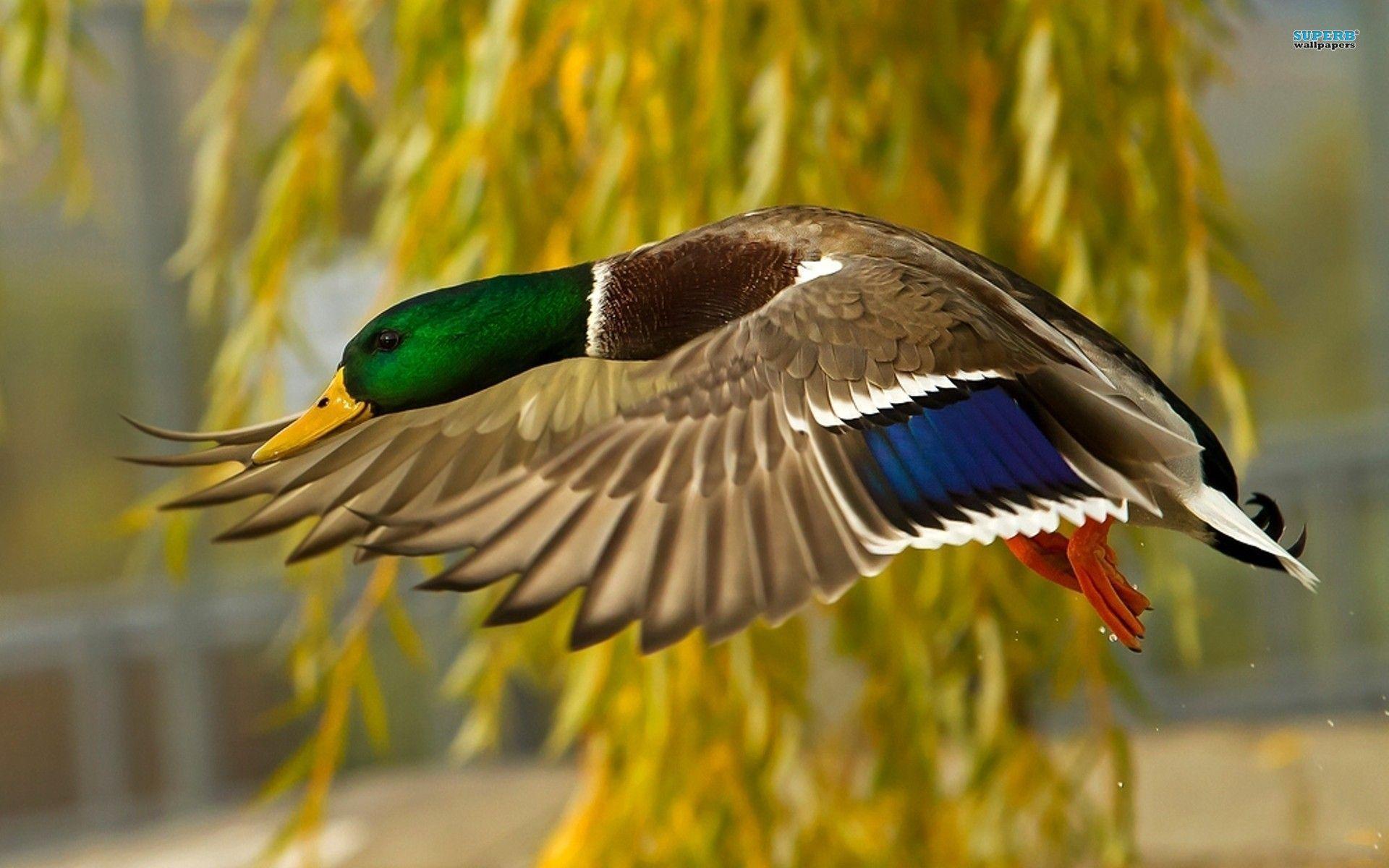 Wallpaper duck aesthetic  Imagenes de animales Videos de patos Fotos de  patos