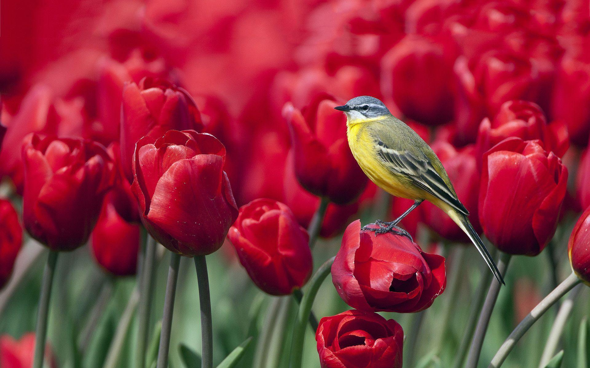 Bird red tulips Wallpaper