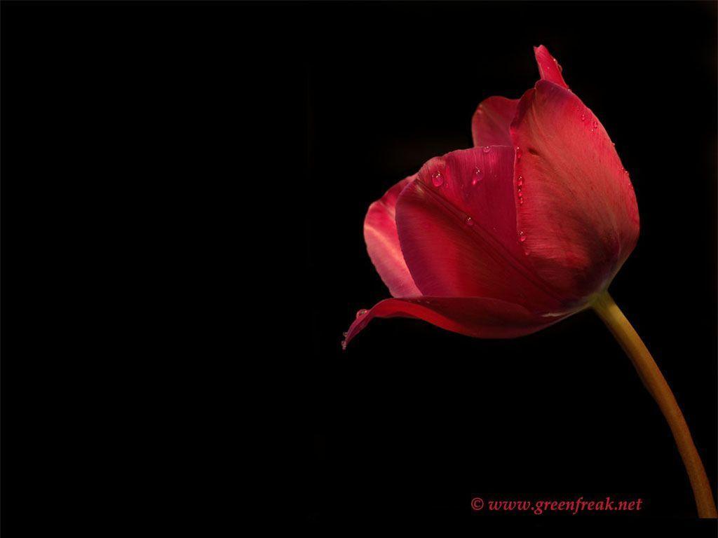 Nice Red Flow Tulip Flower Wallpaper, HQ Background. HD