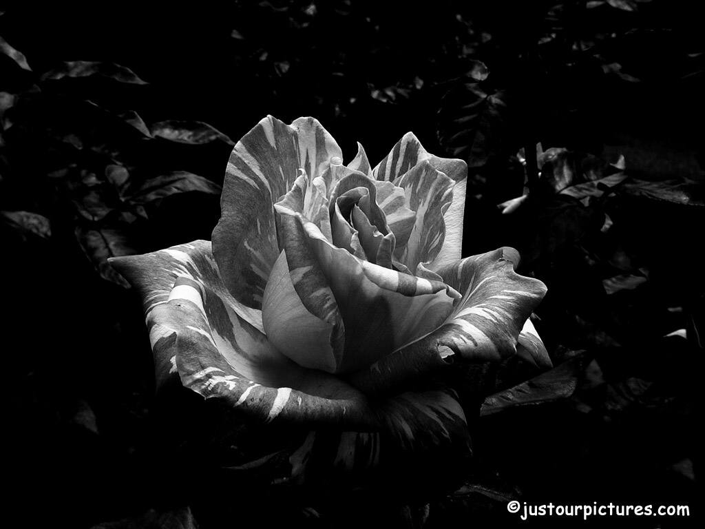 Wedding Flowers: Black & White Roses Wallpaper New Picture Of 2012
