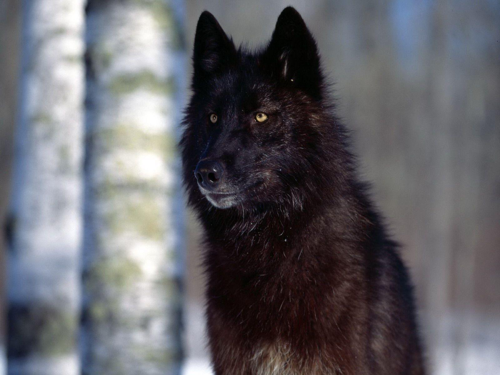 brown black wolf