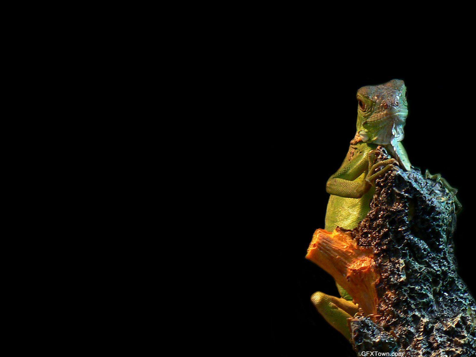 Iguana wallpaper 59781
