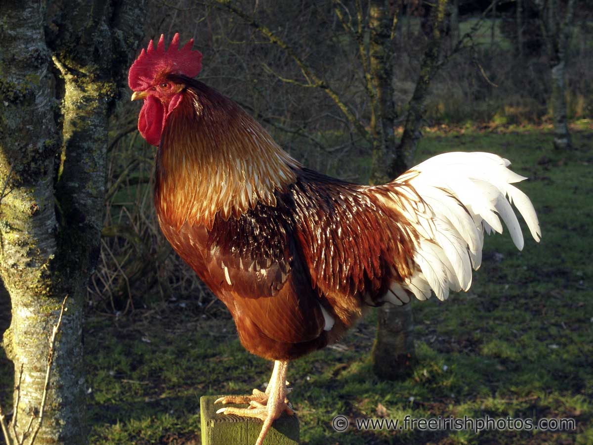 Hens and Chickens Irish Photo, Stock Image, Desktop