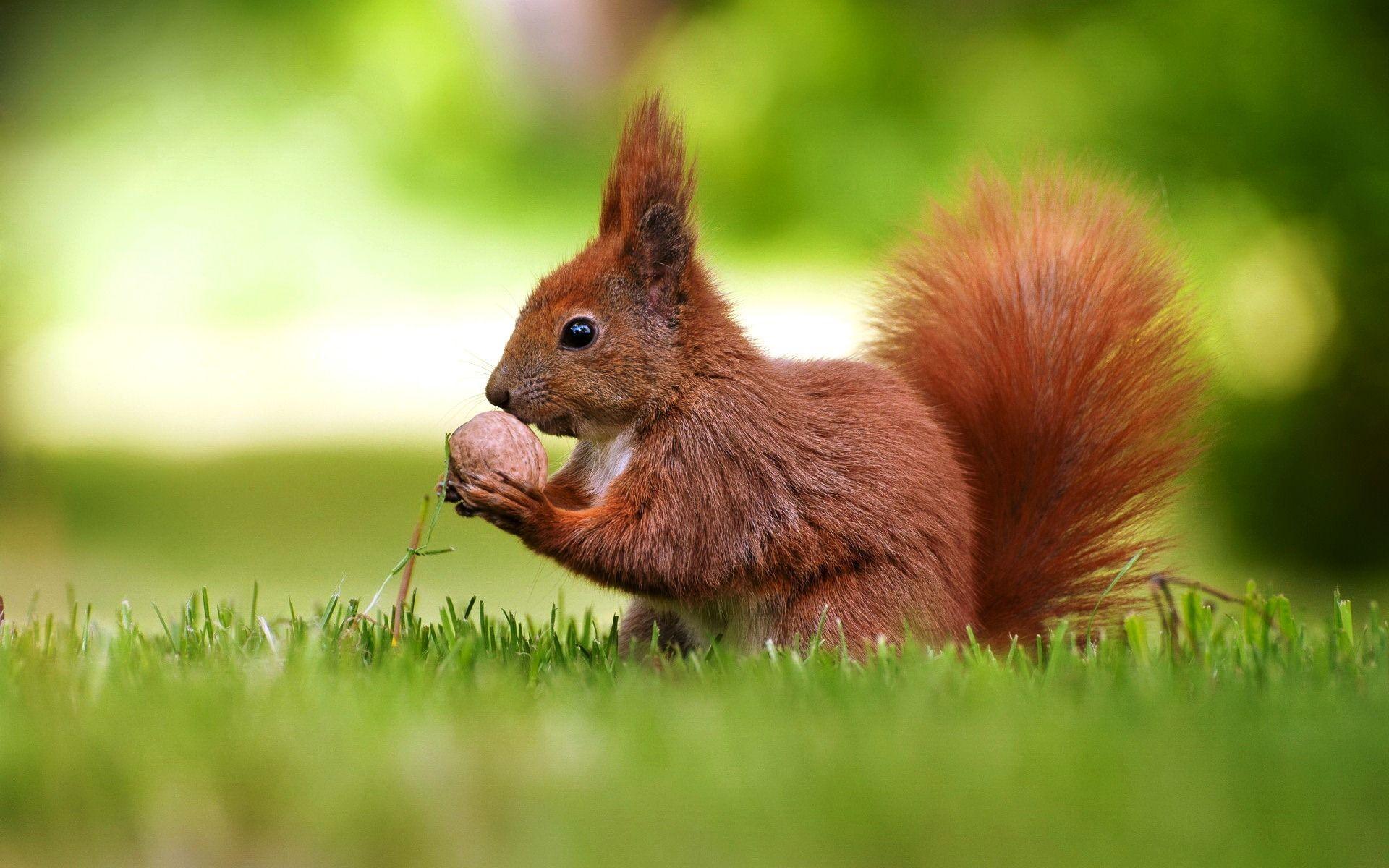 Squirrel Summer HD Summer HD Free Wallpaper Background Image