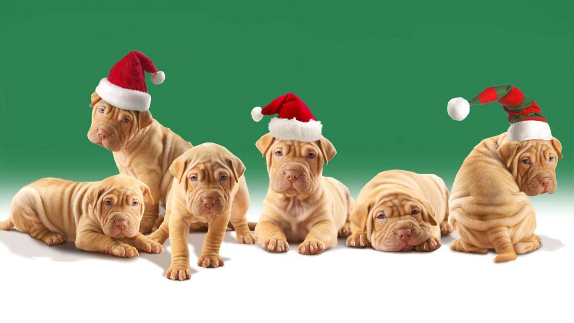 Cute Merry Christmas Wallpaper Dogs HD Clip Art