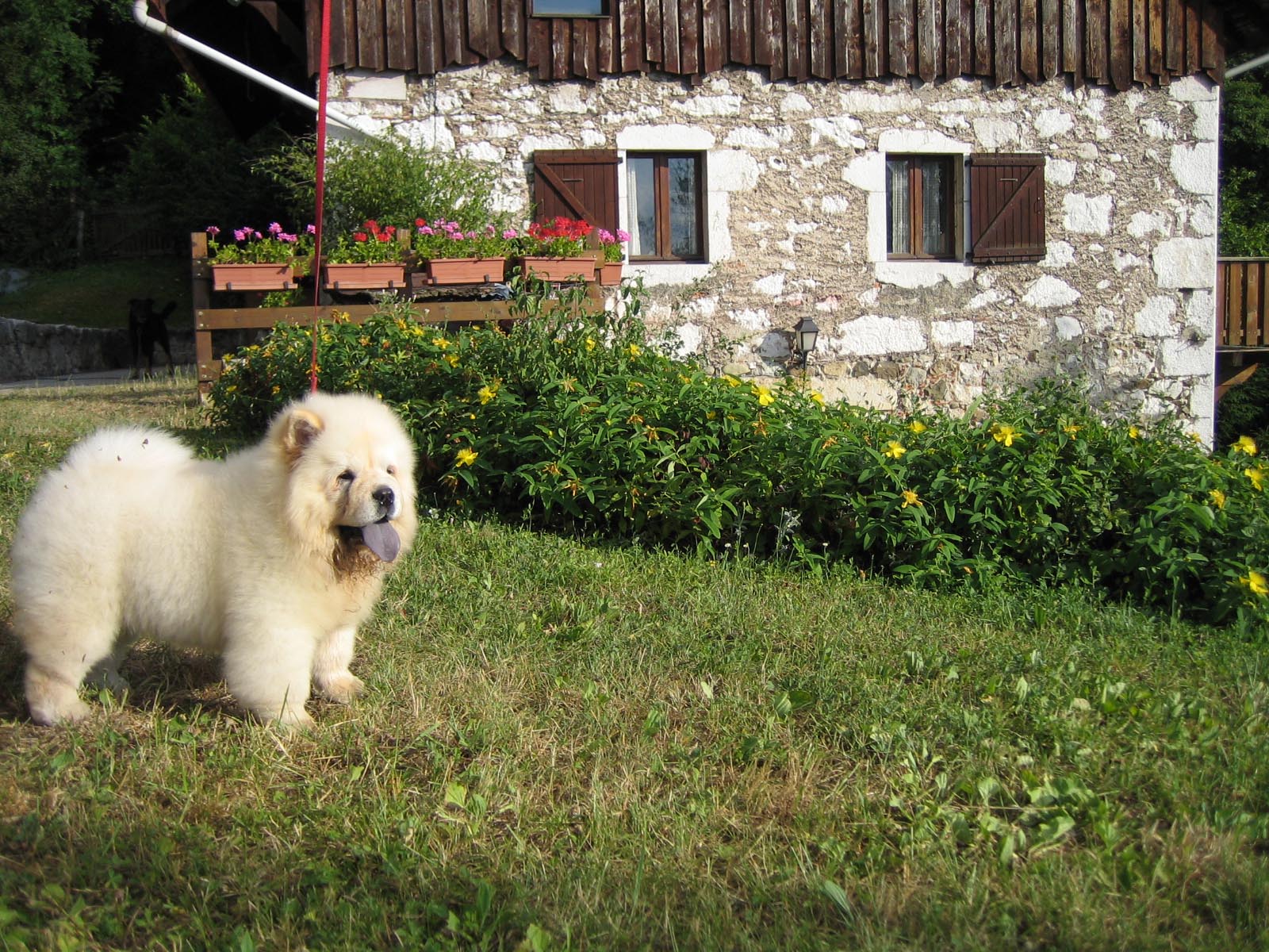 Chowchow and house wallpaper