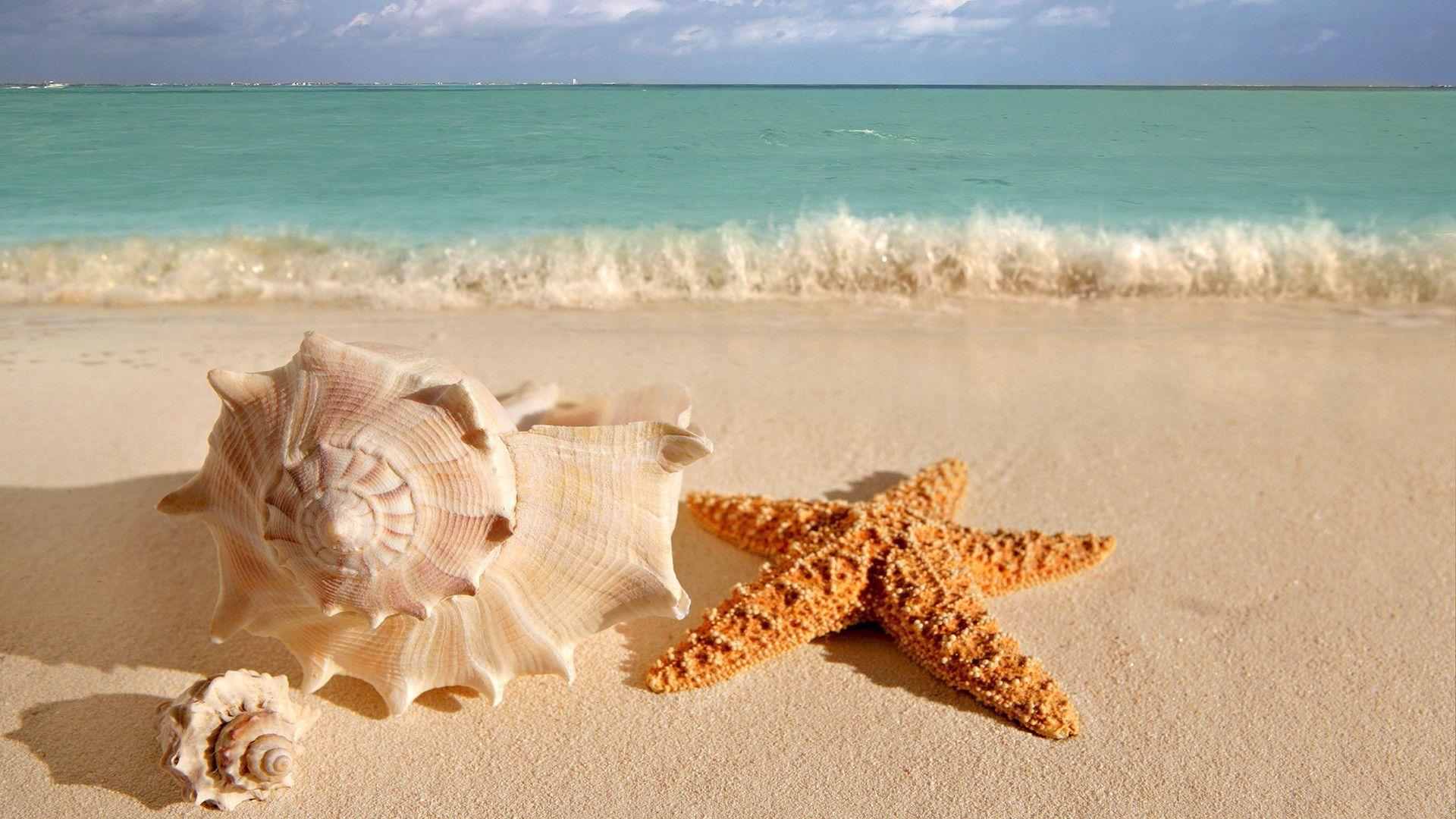 categories, close, front, nature, sea, seashells, shore, starfish