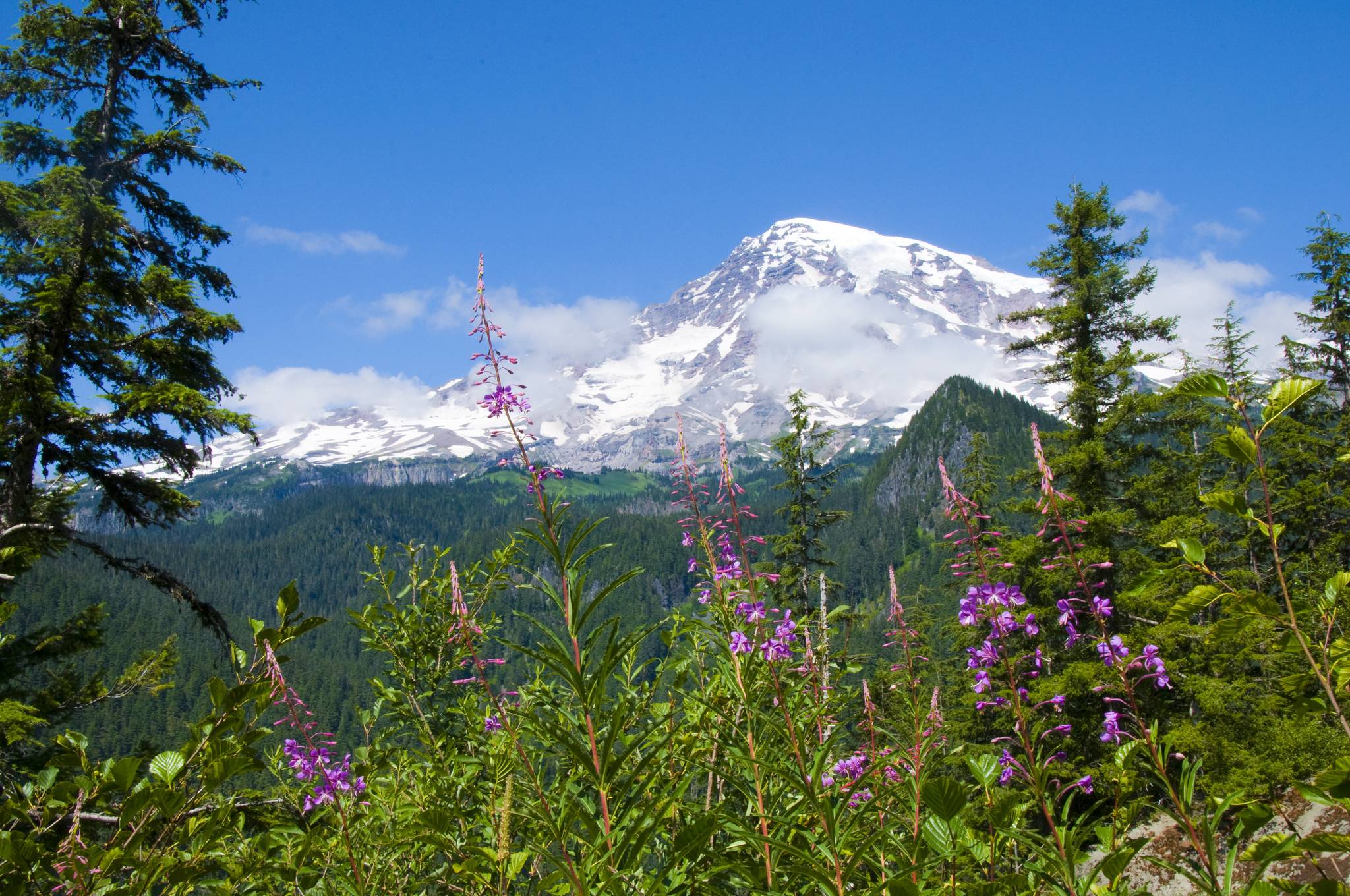 Mount Rainier National Park Wallpapers - Wallpaper Cave