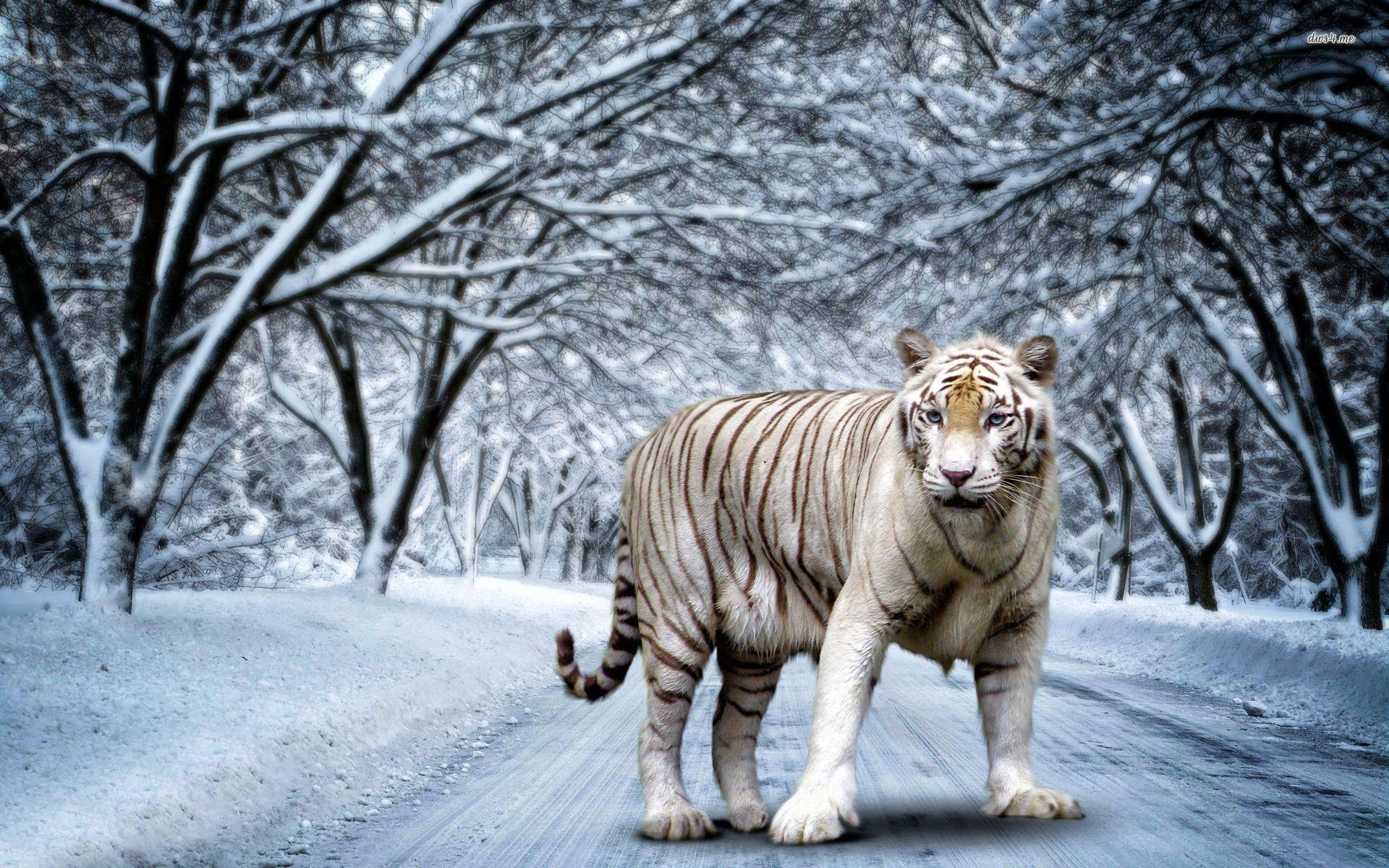 White tiger wallpaper Art wallpaper - #